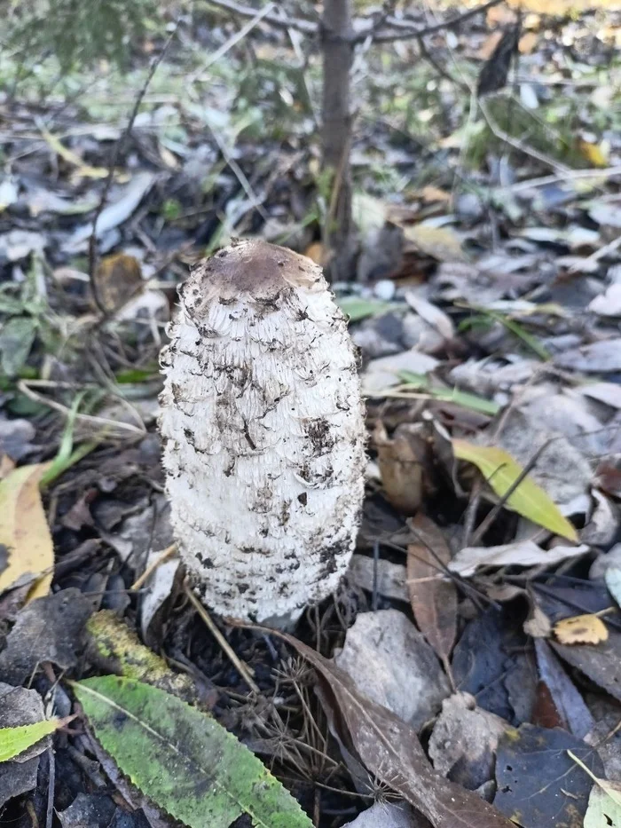 Mid-October, the forest is waiting for winter - My, Nature, Forest, Mushrooms, Tinder, Toadstool, Autumn, October, beauty, Longpost