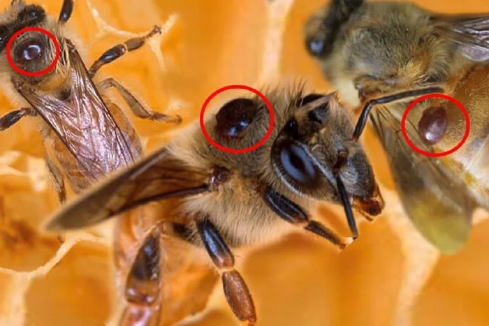 About the Varroa Mite and Its Impact on Bee Colonies - My, Bees, Insects, Apiary, Сельское хозяйство, Video, Vertical video, Longpost