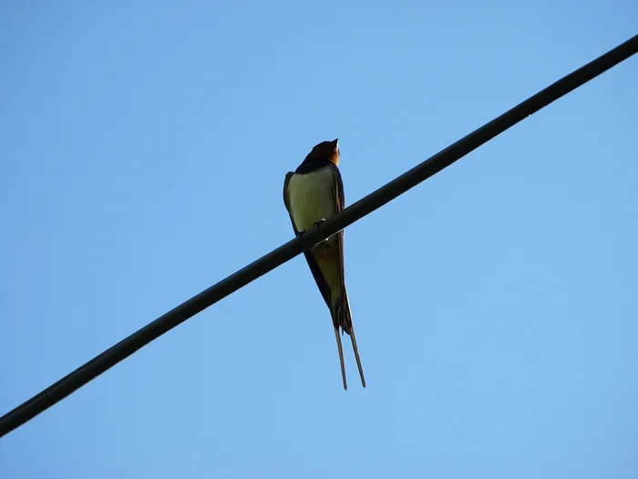 Living world - My, The photo, Nature, Birds, Insects, Flowers, Longpost