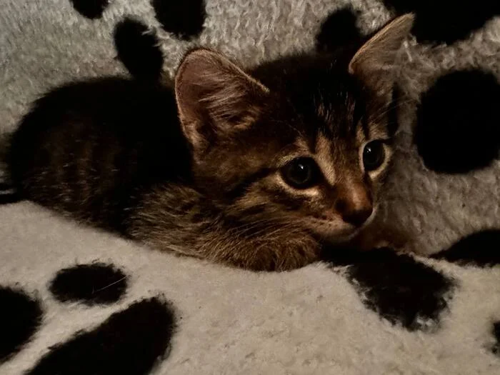 Young-young! - My, cat, Kittens, Pet the cat, Longpost