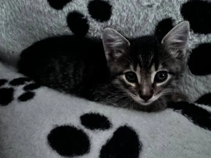 Young-young! - My, cat, Kittens, Pet the cat, Longpost