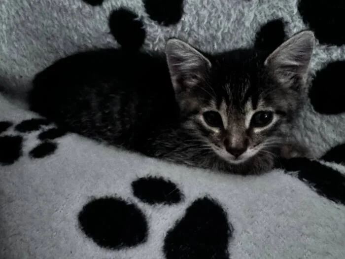 Young-young! - My, cat, Kittens, Pet the cat, Longpost