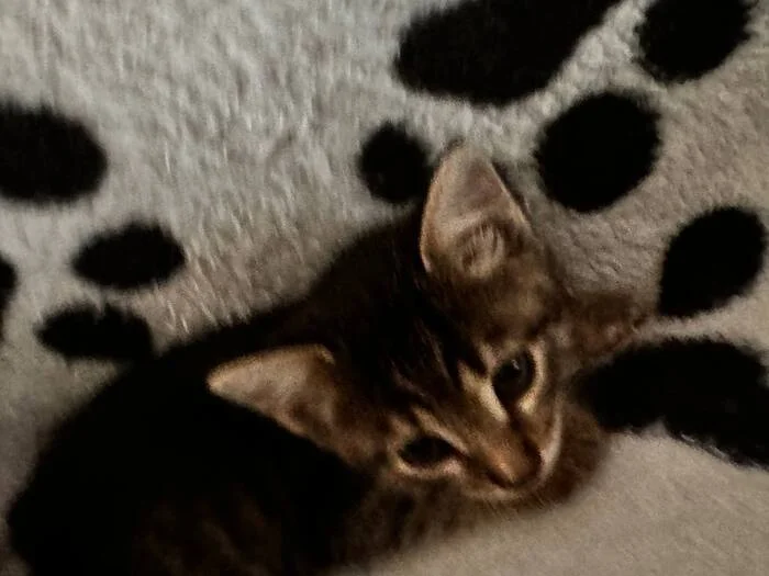Young-young! - My, cat, Kittens, Pet the cat, Longpost