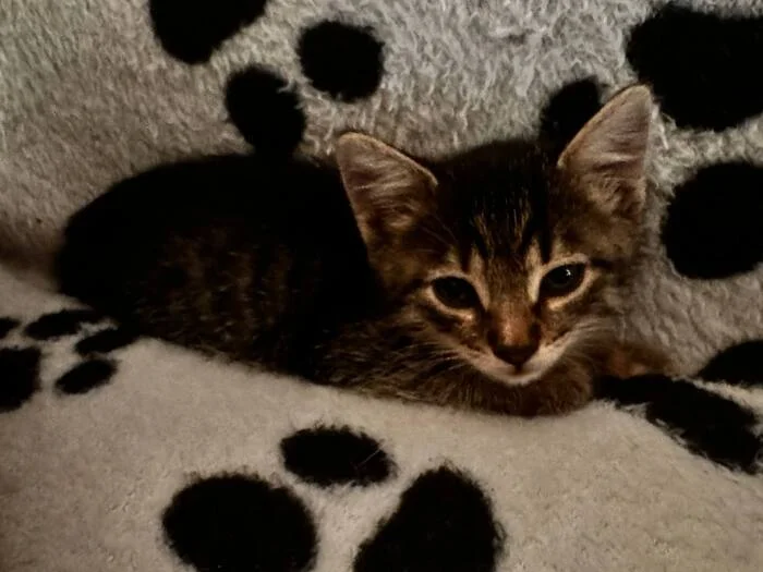 Young-young! - My, cat, Kittens, Pet the cat, Longpost