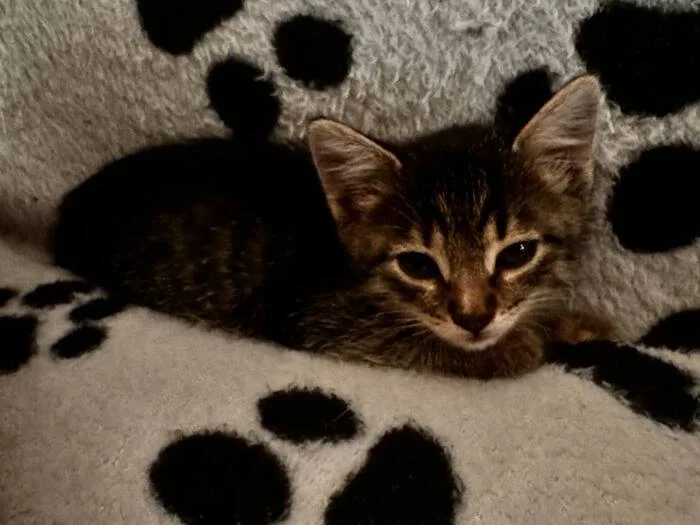 Young-young! - My, cat, Kittens, Pet the cat, Longpost