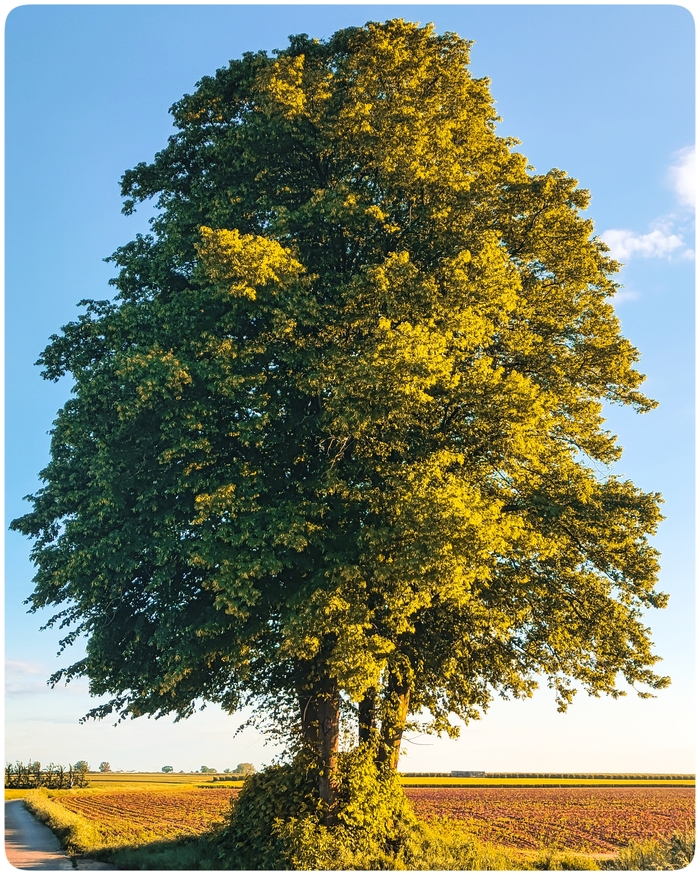 Tree - My, The photo, Tree