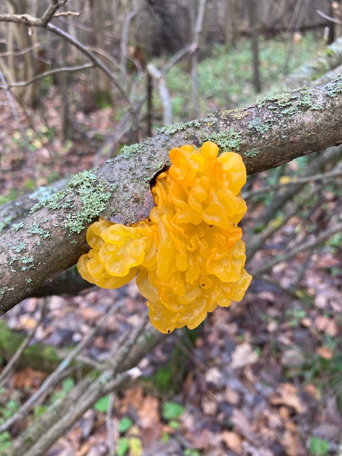 Mushrooms: orange trembler - My, Plants, Botany, Entertaining botany, Mushrooms, Botmuseum, Botanical Museum of the Botanical Institute of the Russian Academy of Sciences, Longpost