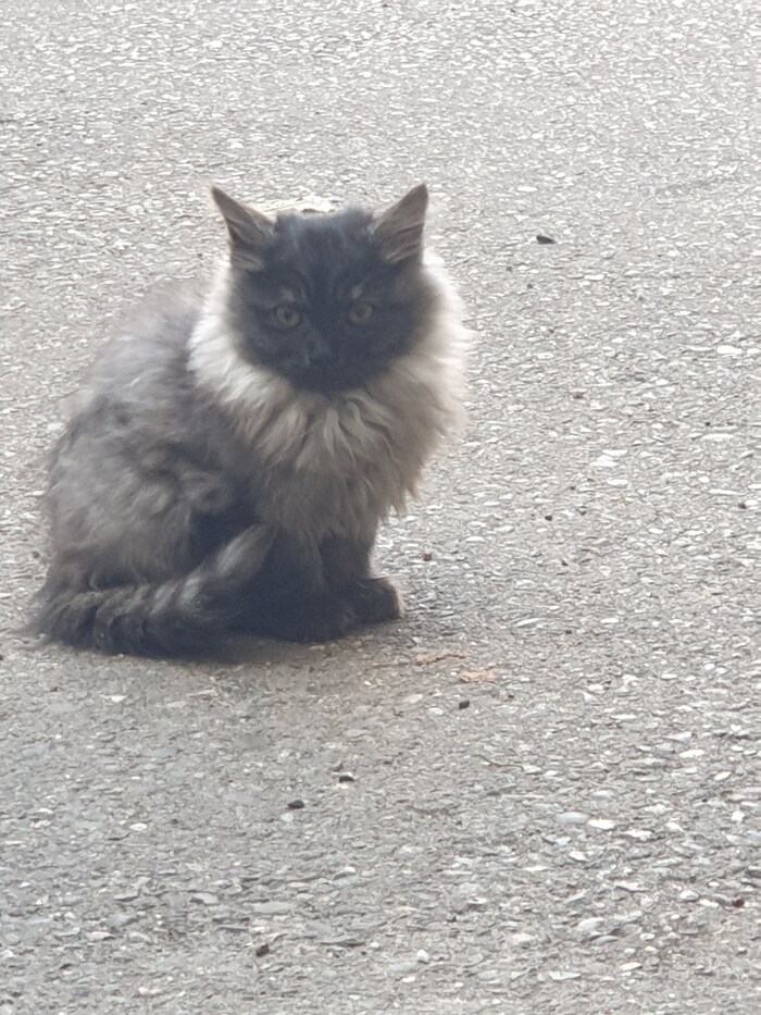 A cat in the yard - My, Milota, cat, Pet the cat, Longpost, Street photography