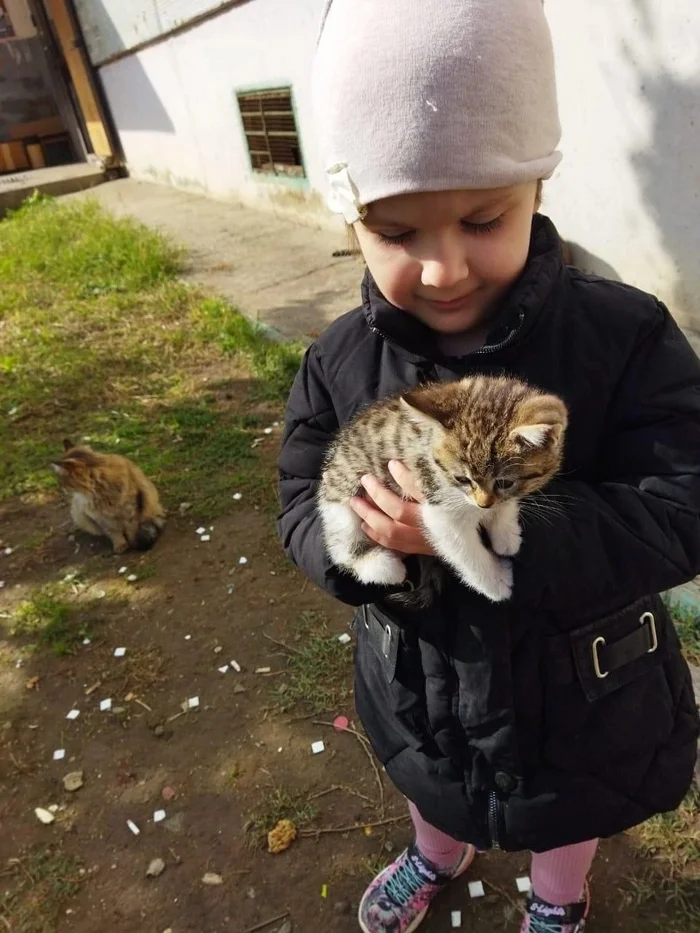 Помогаем. Ребёнок нашёл на улице двух маленьких котят. В добрые руки - В добрые руки, Котята, Кот, Санкт-Петербург, Ленинградская область, ВКонтакте (ссылка), Длиннопост