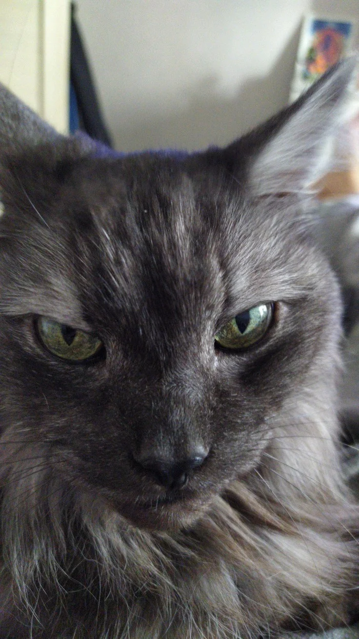 Yesterday I went to the rainbow - My, Picture with text, cat
