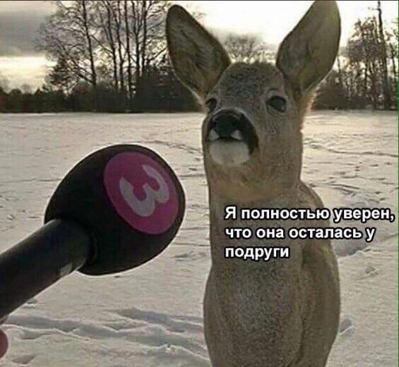Наивный олень | Пикабу