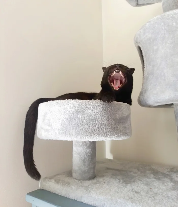 Say Ahh - My, cat, Yawn, Fearfully, Pets, Pet the cat, Cat lovers, Text