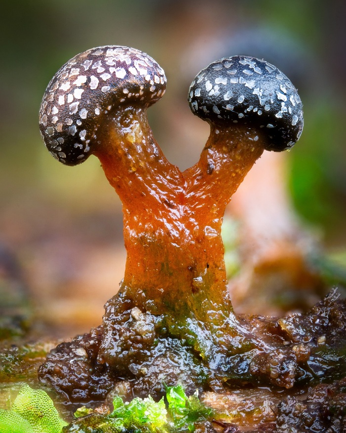  Lepidoderma tigrinum , ,  , , 