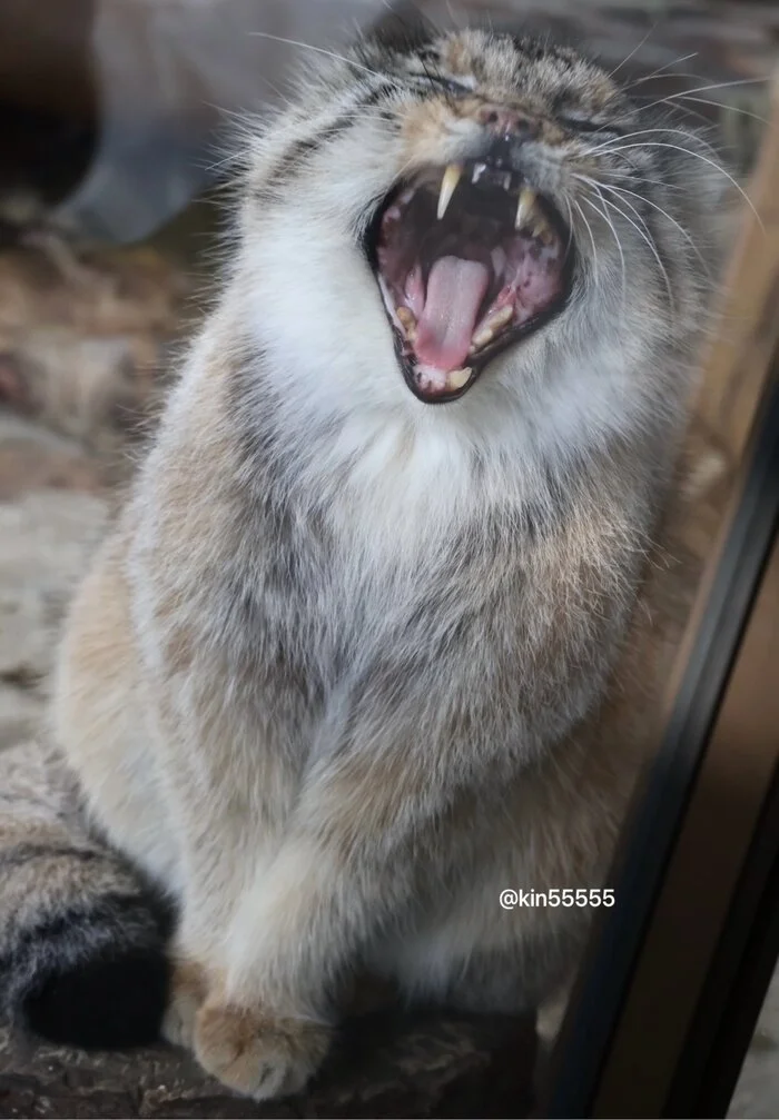 Wake up!!! Sleep through Friday!!! - Wild animals, Zoo, Predatory animals, Cat family, Pallas' cat, Small cats, Yawn