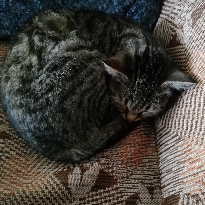 Сладко спит)