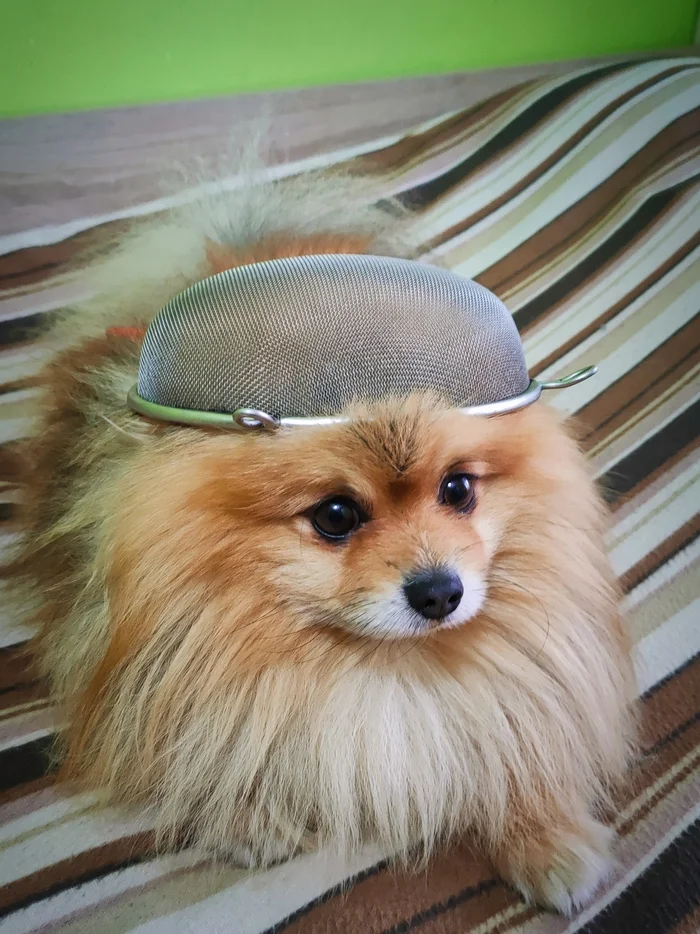 Reply to the post I will support the teacher from Khimki, Maria Andreevna! - My, Pastafarianism, Religion, The moral support, A wave of posts, The photo, Colander, Dog, Critical thinking, Flying pasta monster, Reply to post