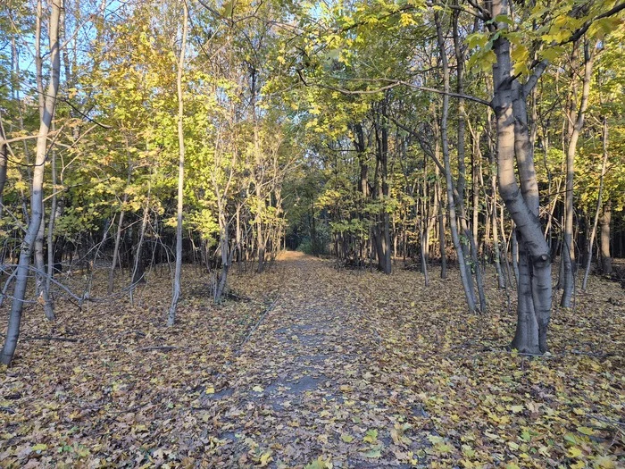 Осенний парк - Моё, Москва, Парк, Зеленые деревья, Осень, Пруд, Парк Кузьминки, Природа, Пейзаж, Длиннопост, Фотография