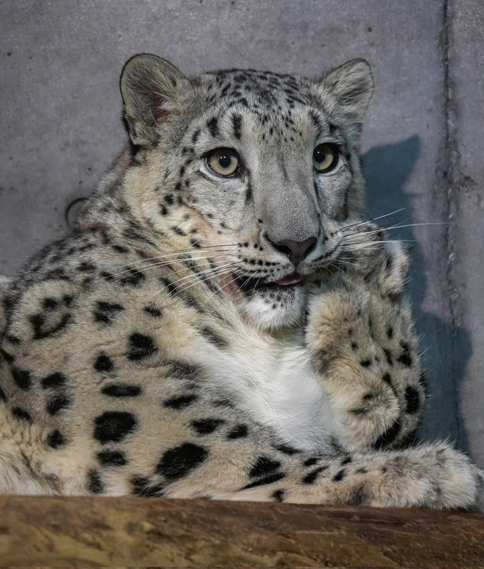 В рот мне лапку :3