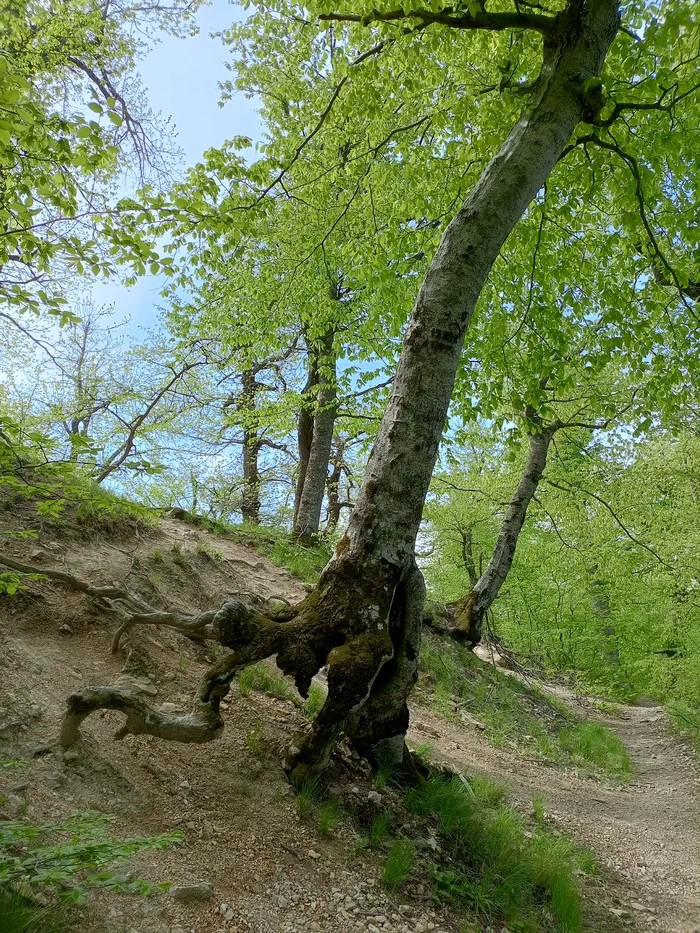 Flight of trees - My, Tree, Nature, Slope, Roots, Mobile photography, The photo, Friday tag is mine