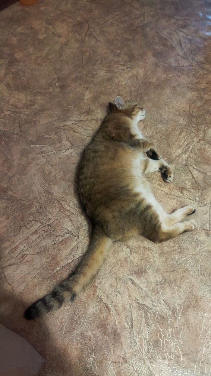 Мой кот меня встречает