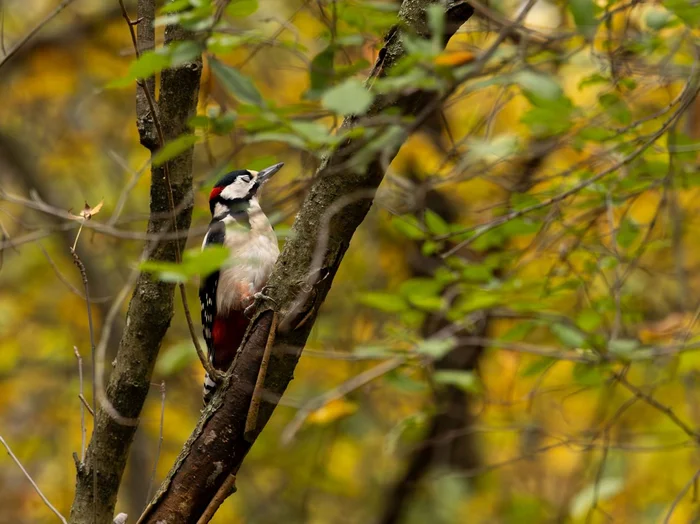 Frolicking birds - My, Woodpeckers, Birds, Piskaryovsky, Forest, Ornithology League, Bird watching, Longpost