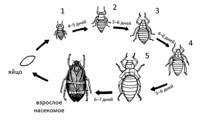 Рост
