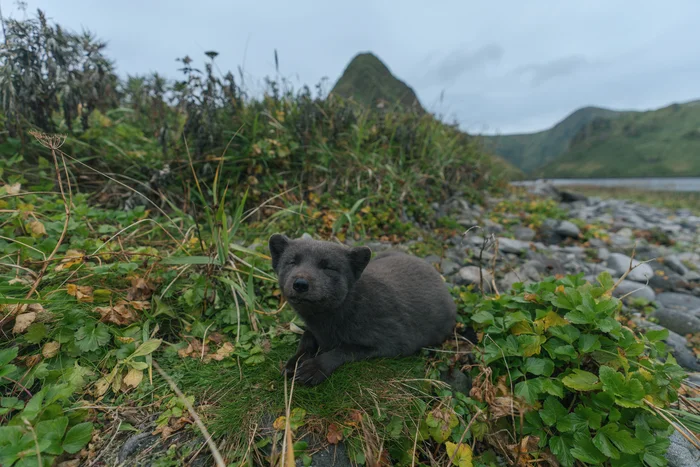 Arctic Fox from Skull Island - Travels, Animals, Kurile Islands, Nature, Travel across Russia, Дальний Восток, The nature of Russia, Tourism, Arctic fox, Island, Telegram (link)