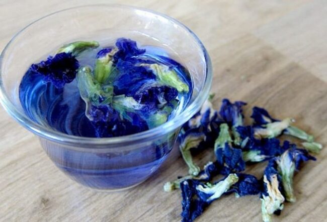 Blue tea - My, Plants, Bloom, Botany, Entertaining botany, Blue Tea, clitoria, Botmuseum, Botanical Museum of the Botanical Institute of the Russian Academy of Sciences, Botanical Museum, Longpost