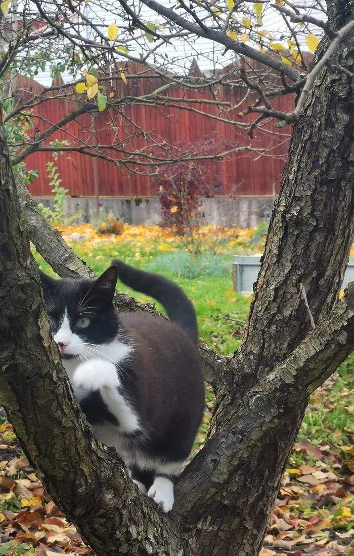 Black squirrel - My, cat, Tree, Autumn, Mobile photography