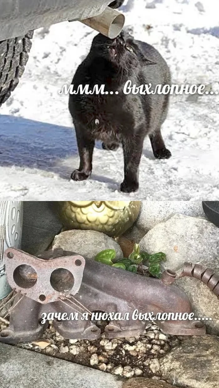 Exhaust - Picture with text, Memes, cat, Exhaust pipe, Exhaust