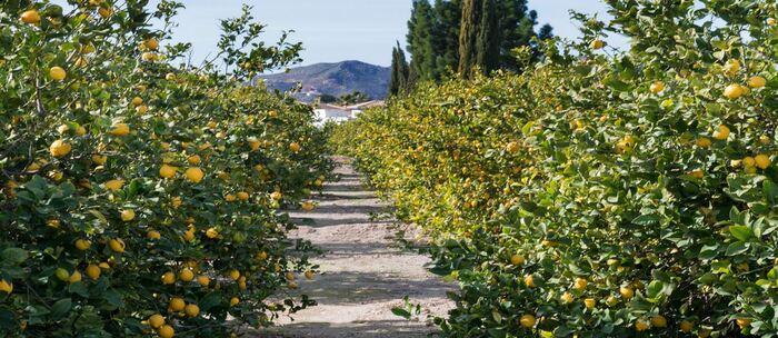 Поскольку лимоны и апельсины хорошо помогают при дефиците витамина C в организме, моряки, страдавшие от цинги, остро нуждались в этих плодах в то время. А Сицилия и юг Италии в целом - одно из самых благоприятных для цитрусовых мест в Европе