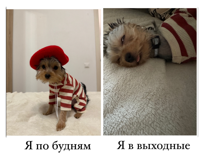 Новый мем, благодаря моей собаке