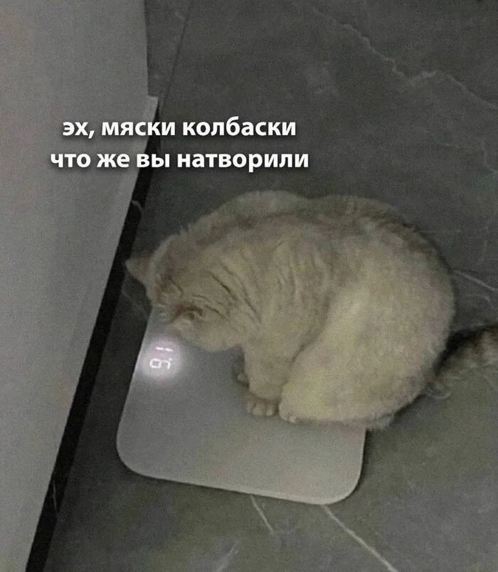 It's winter after all - Memes, cat, Slimming, Humor, Picture with text