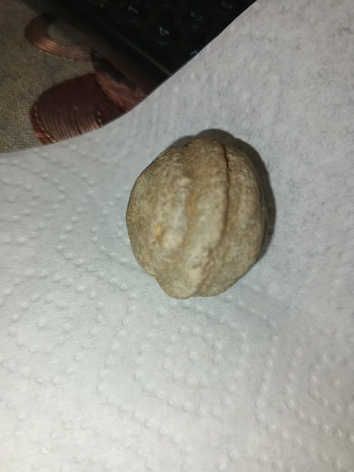 What kind of fossil is this? - My, Question, Ask Peekaboo, Longpost