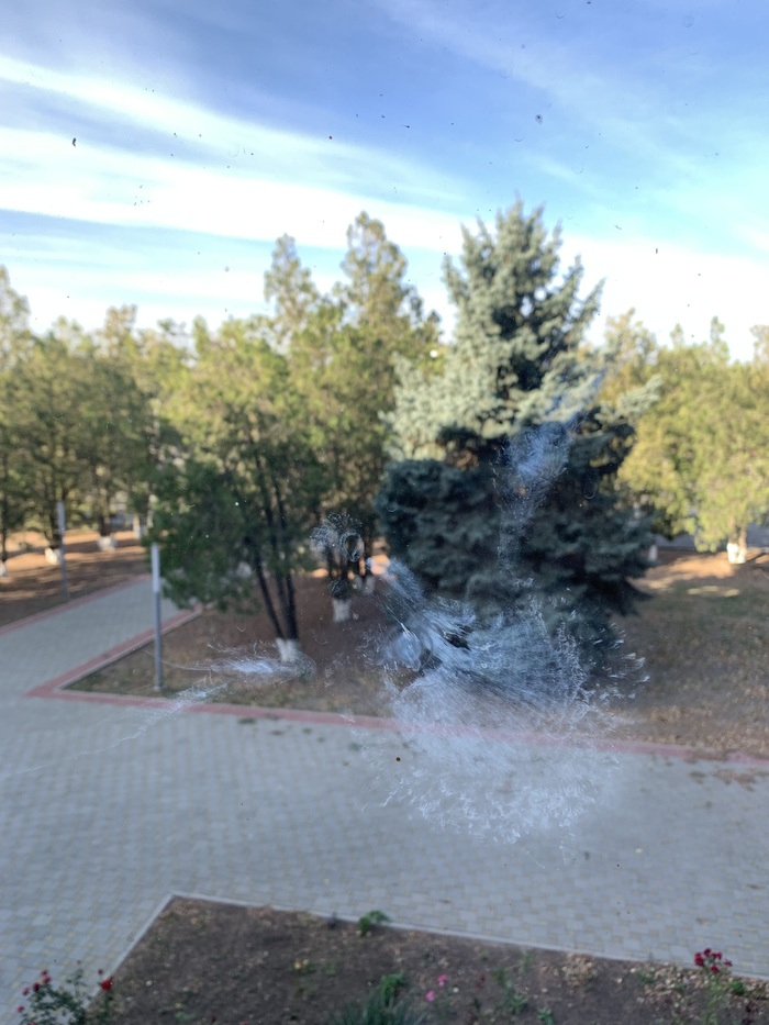 Птичья душа