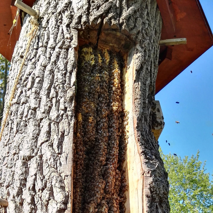 Гномы и пчеловодство