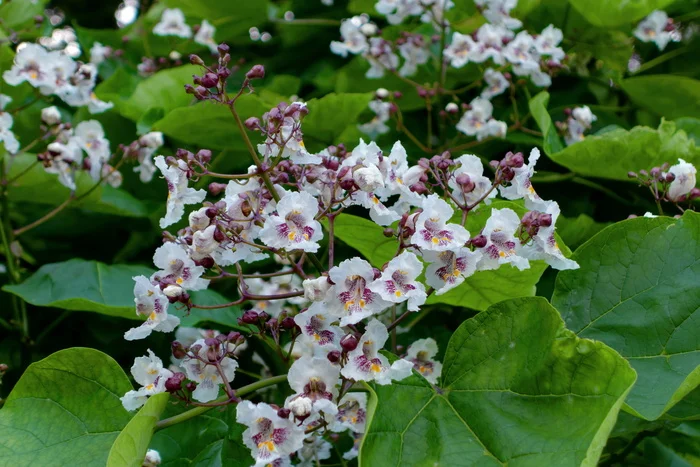 Catalpa - My, The photo, June, Plants, Catalpa