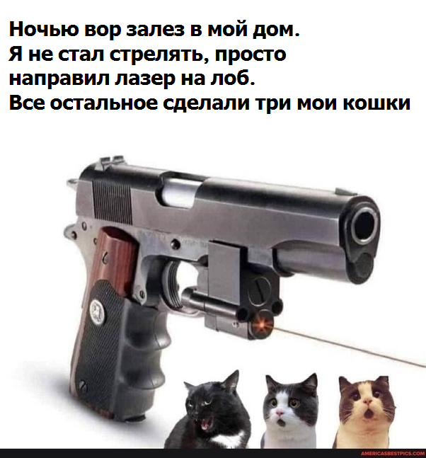 Zoo weapons - Humor, Small cats, Weapon, Robbery, Picture with text, cat