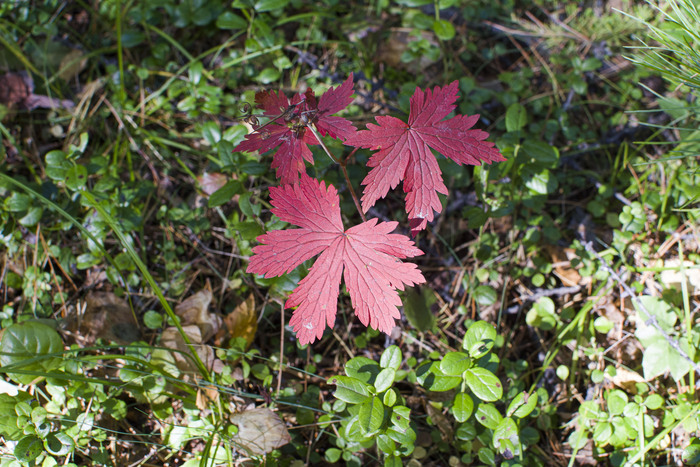  , Geranium albiflorum.