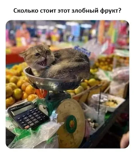 Come on, lend a hand. - Humor, Picture with text, cat, Market