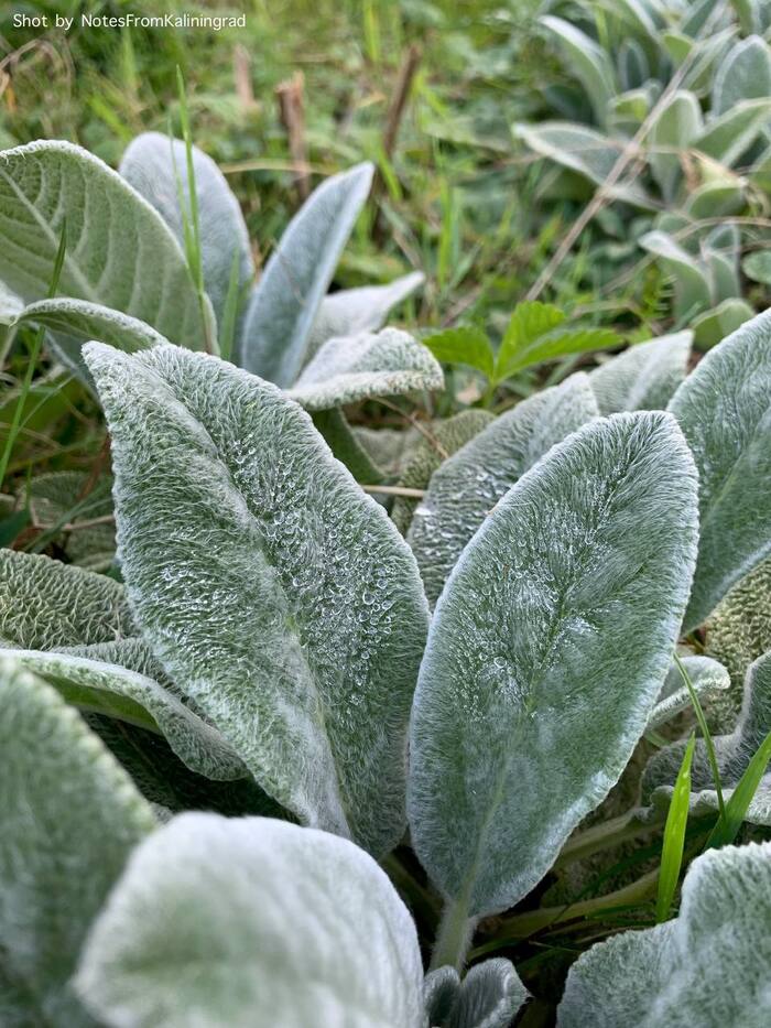 Stachys / Stachys - My, Plants, City walk, Street photography, The photo, Flowers, Kaliningrad, Kaliningrad region, The park, Longpost