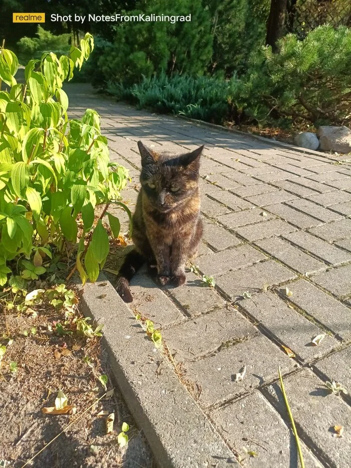 City beauties - My, cat, Kaliningrad, City walk, Fluffy, Pet the cat, Kaliningrad region, Street photography, The photo, Longpost