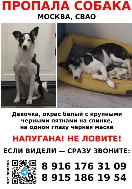 Dog missing. Moscow, SVAO - No rating, Dog, The dog is missing, Pets, Moscow, North-East Administrative District, Gratifying, Telegram (link)