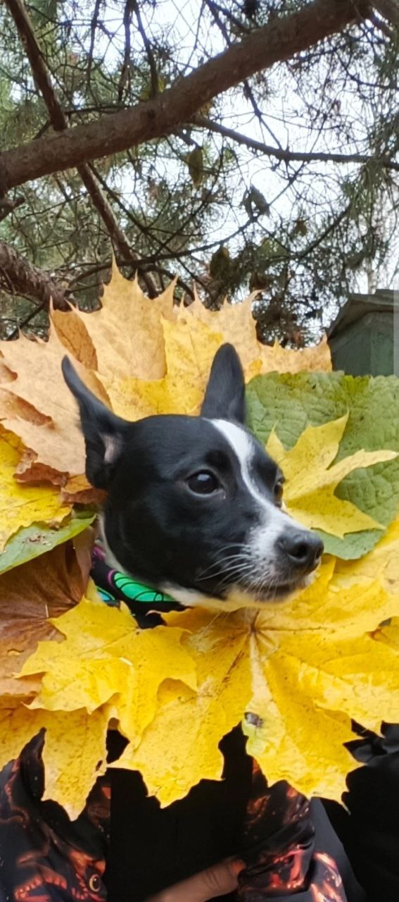 Greetings from Xolik Ronika, autumn beauty - Crossposting, Pikabu publish bot, Dog