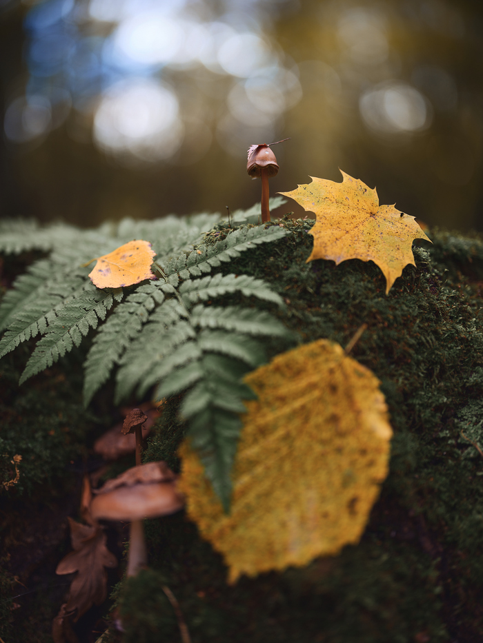 Fujifilm GFX 100 \ Fujifilm GF55mm F1.7