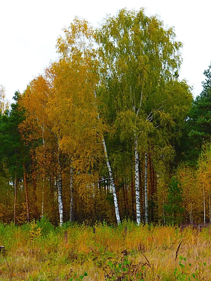 Осень - Моё, Фотография, Прогулка, Пейзаж, Природа, Осень