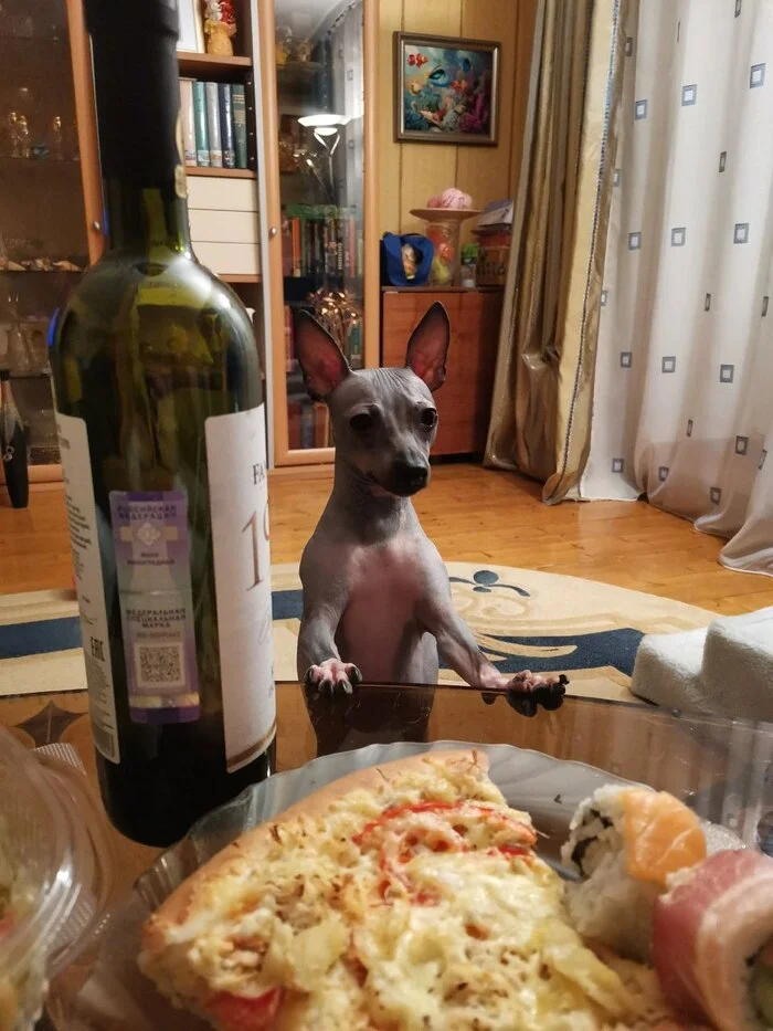 Iriska (Suri) is waiting for guests, the hostess has cooked - Crossposting, Pikabu publish bot, Dog