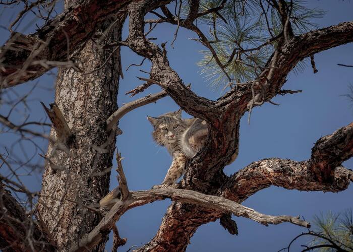 Рыжая рысь на дереве