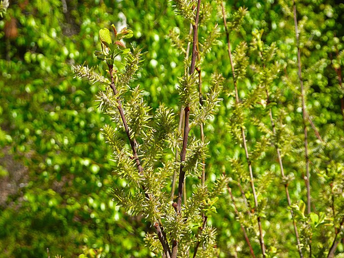 Немного весны