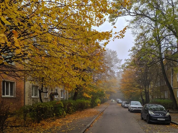 Autumn morning in Kaliningrad - My, Mobile photography, Street photography, City walk, Kaliningrad, Autumn, Morning